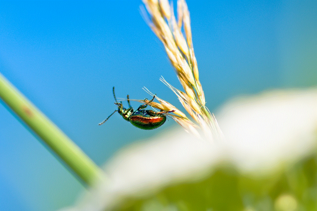 Rose Beetle Insect