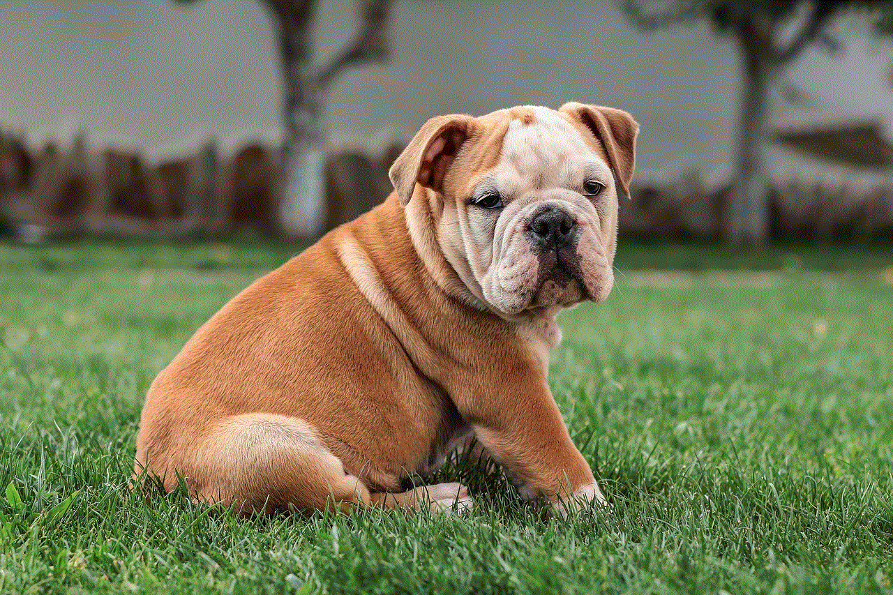 English Bulldog Dog