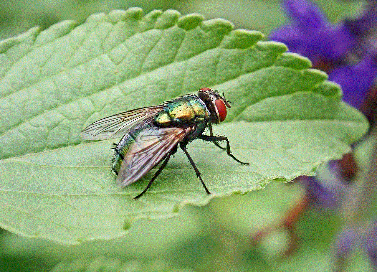 Fly Insect