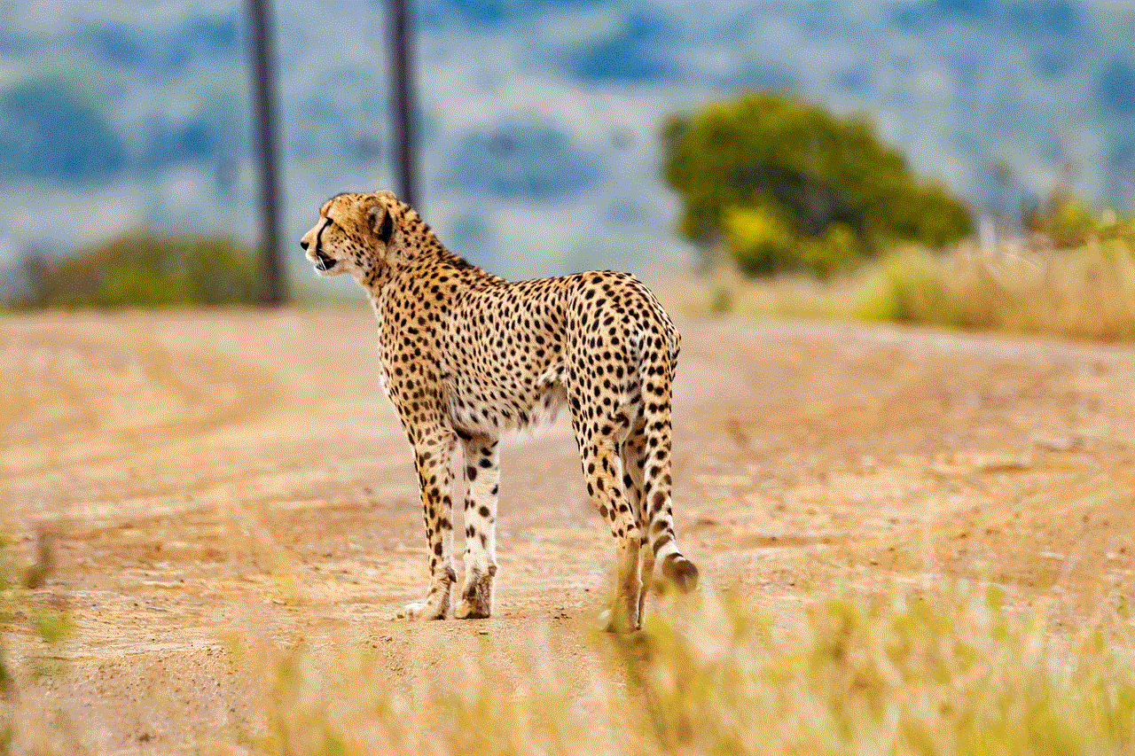 Cheetah Animal