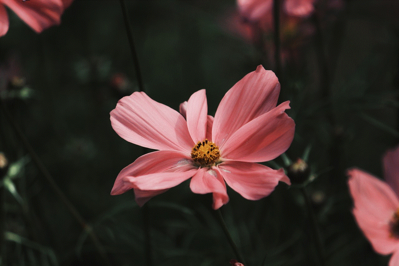 Cosmos Flowers