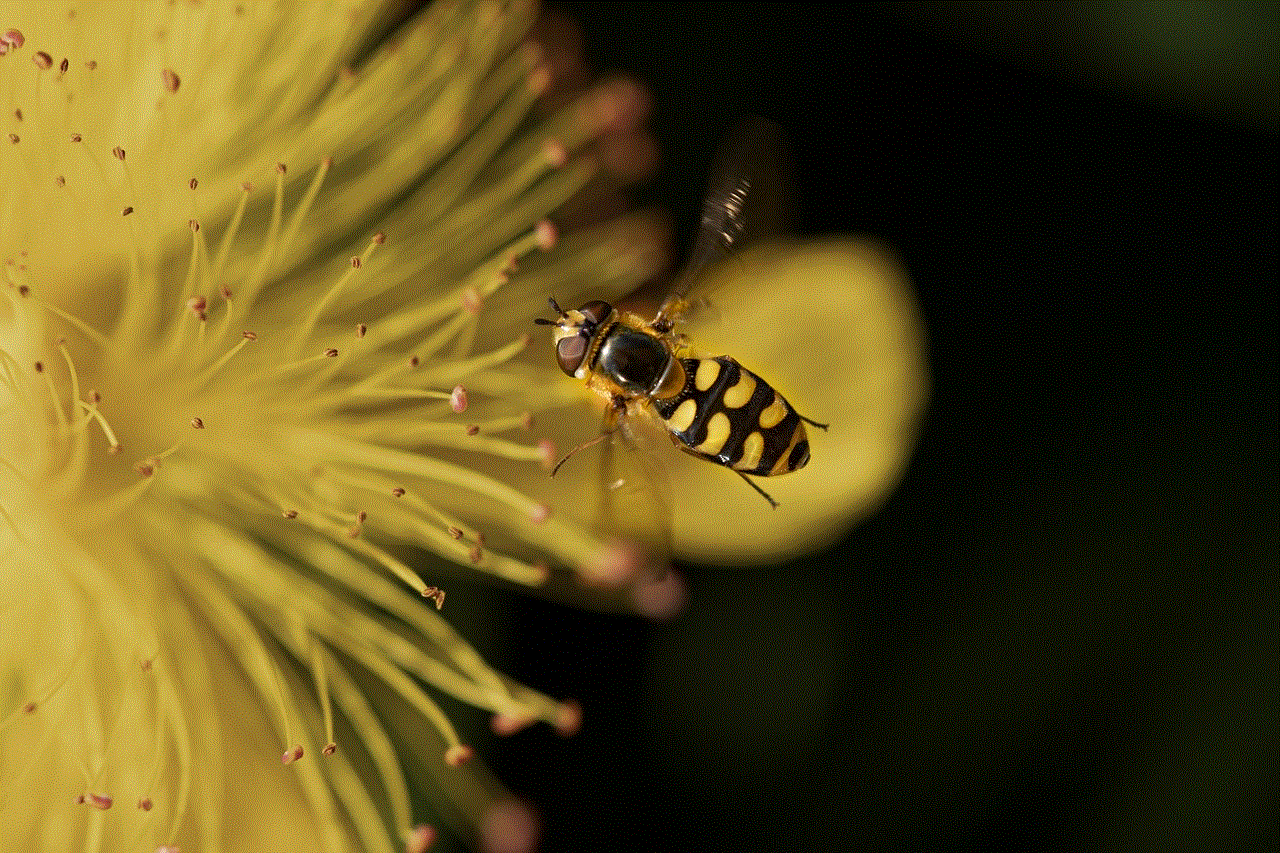 Hover Fly Insect