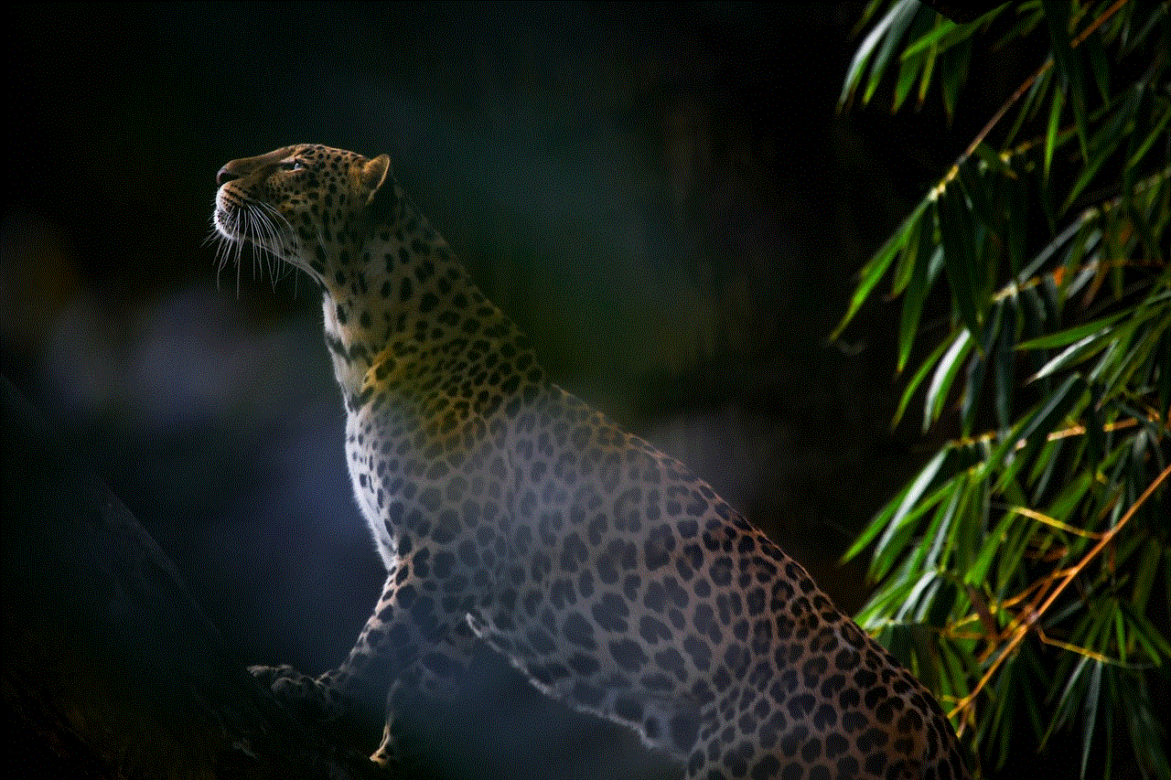 Leopard Pet Leopard Pet