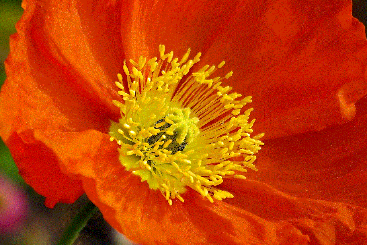 Poppy Flower