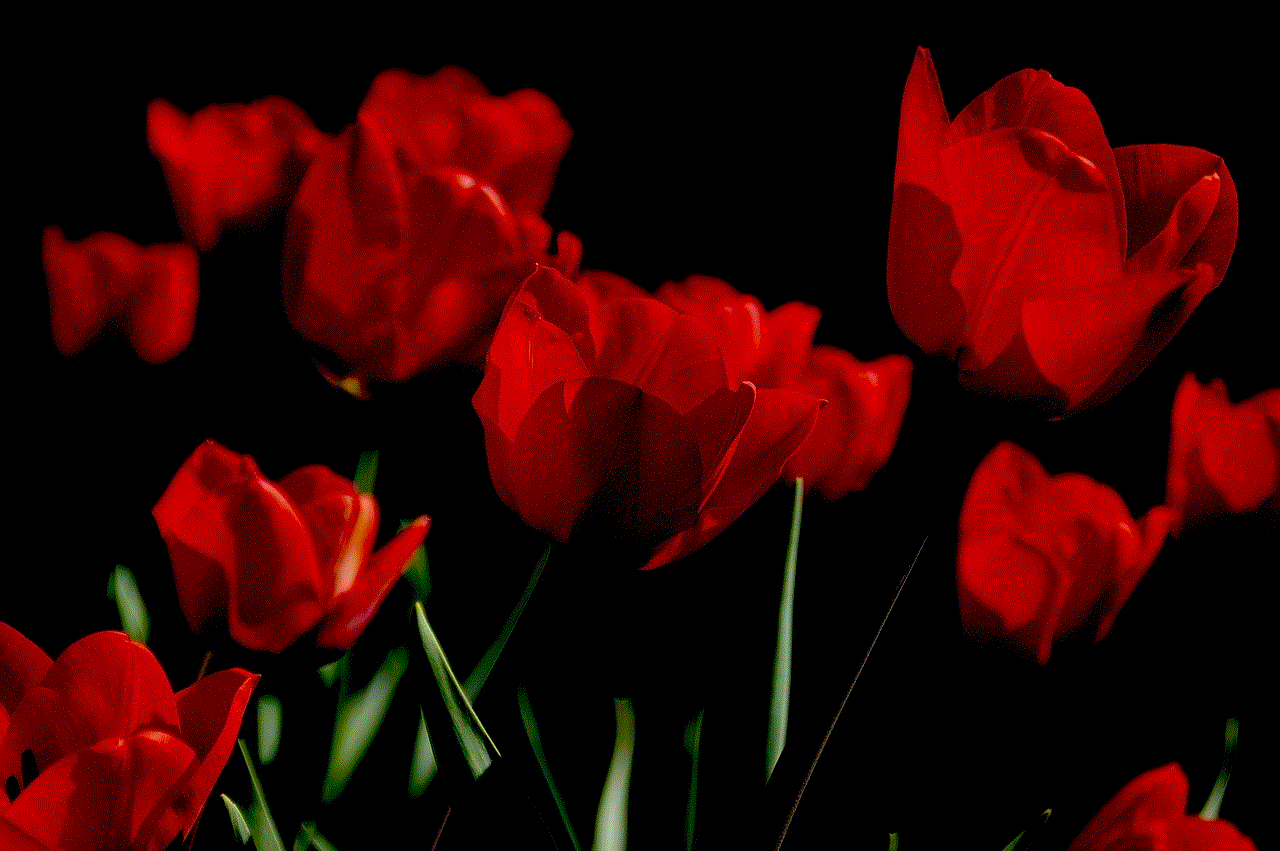 Tulips Flowers