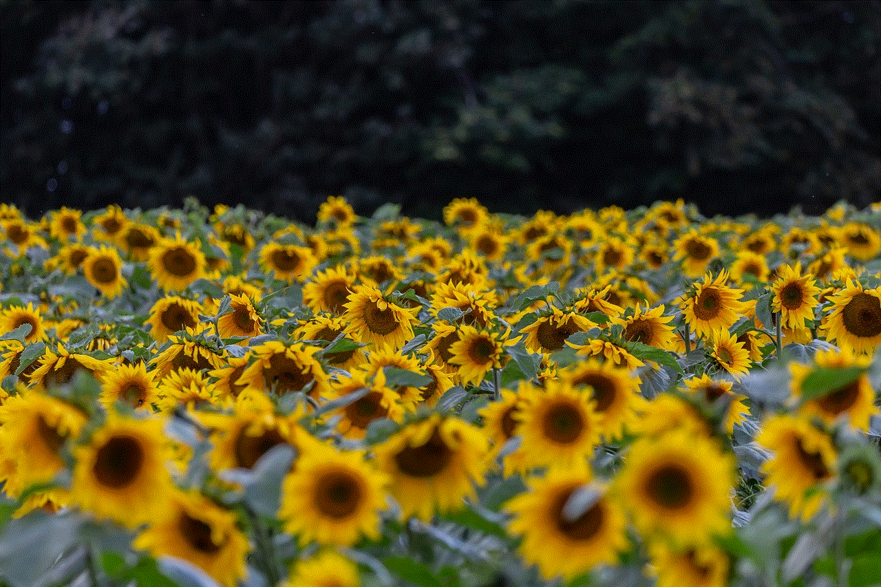 Flower Sunflower