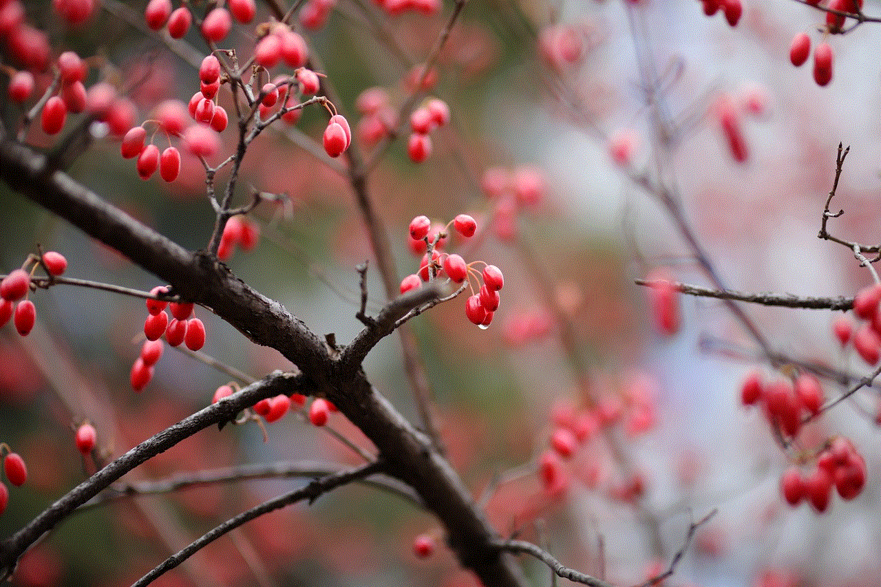 Berries Branches