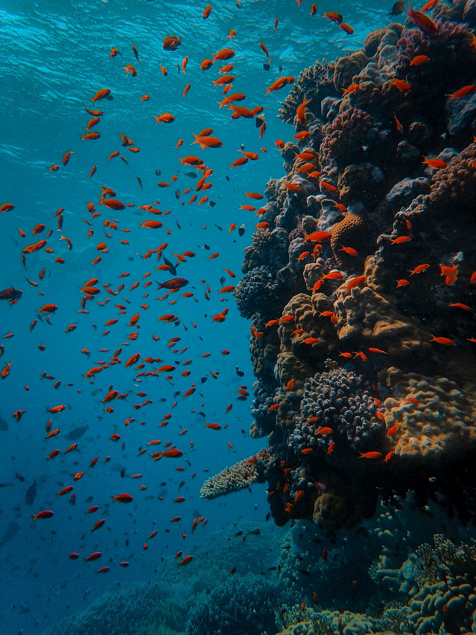 Underwater Coral