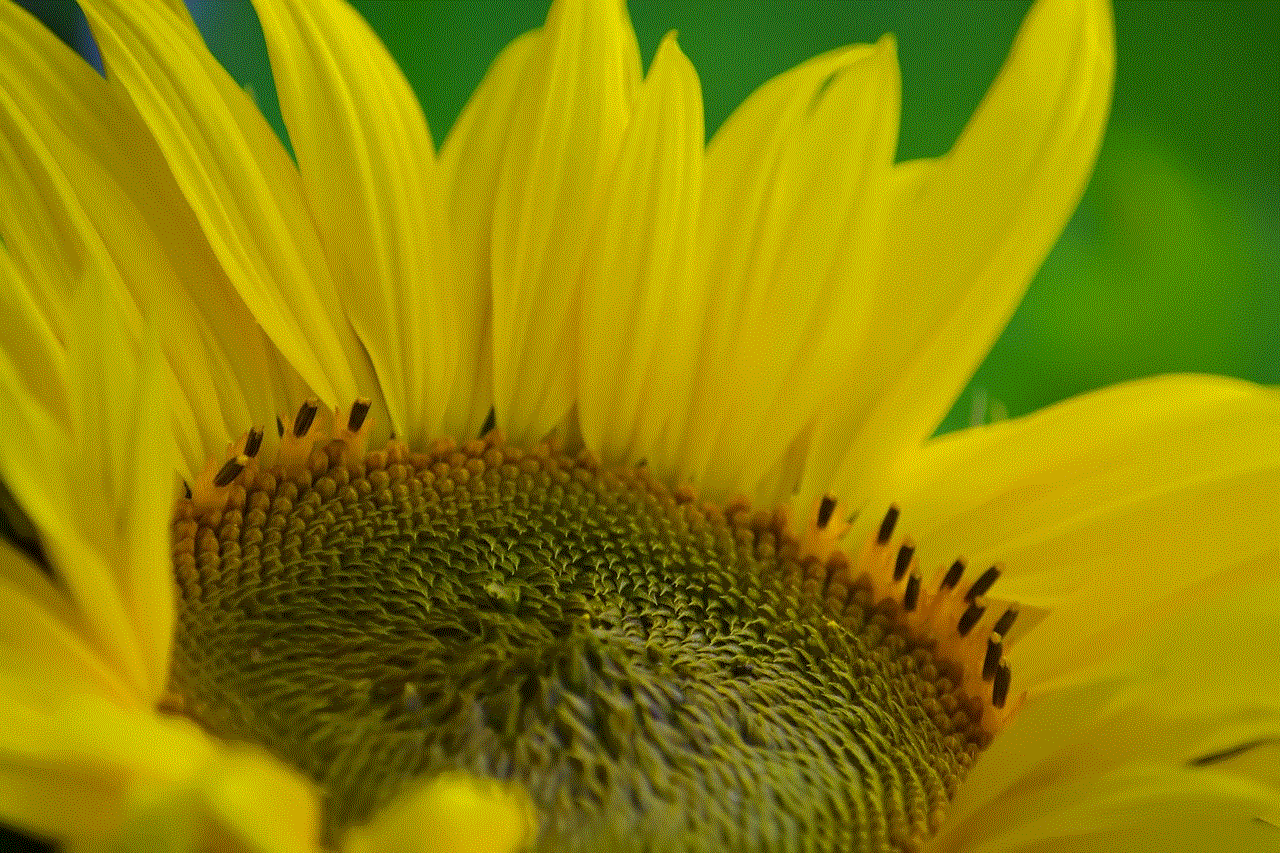 Sunflower Nature