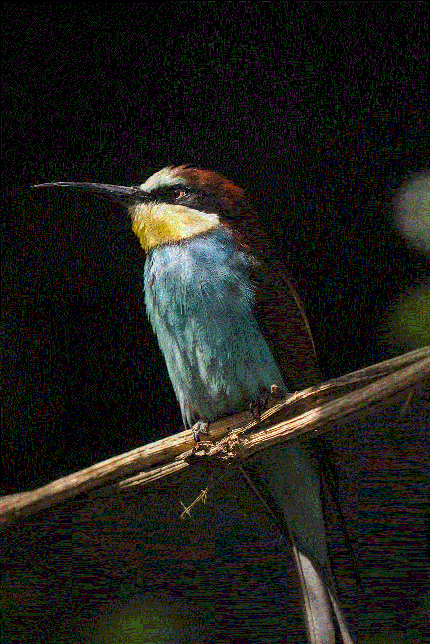 Bird European Bee Eater