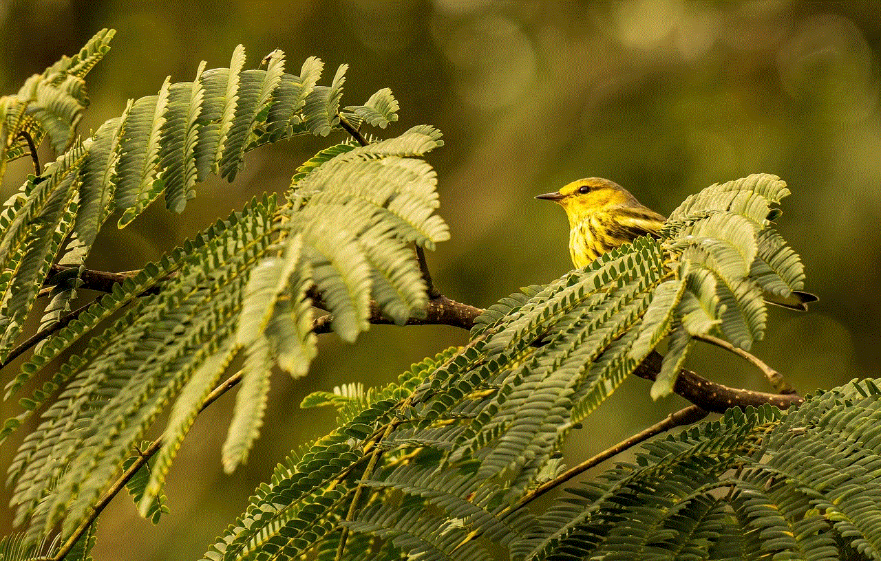 Warbler Bird