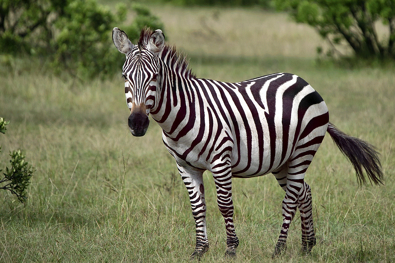 Animal Zebra