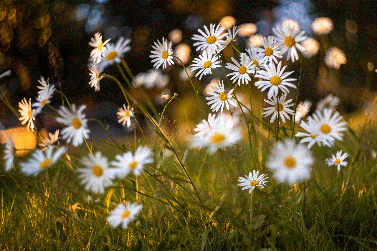 Flowers Meadow