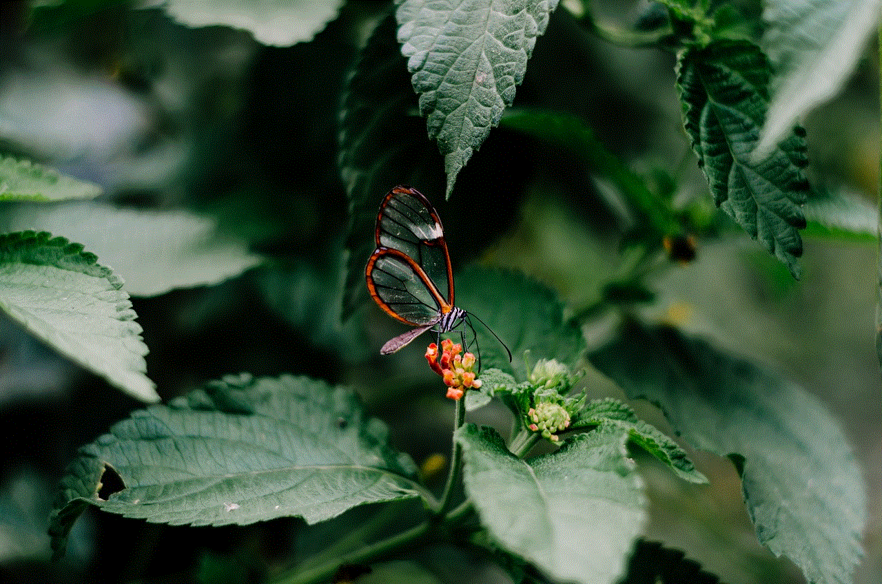 Butterfly Nature