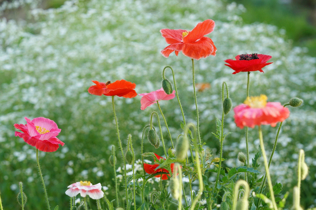 Poppy Nature