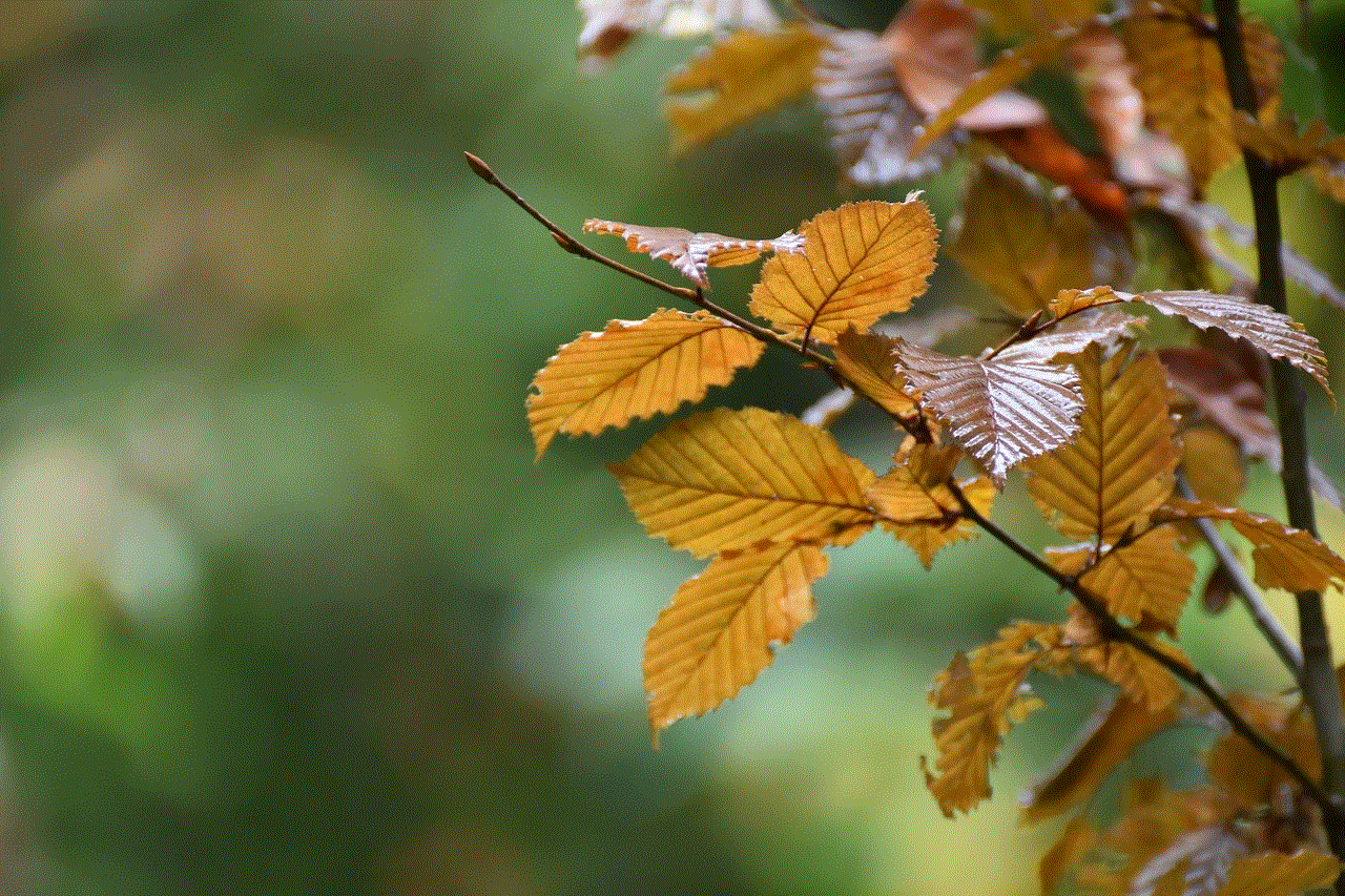 Leaves Plant