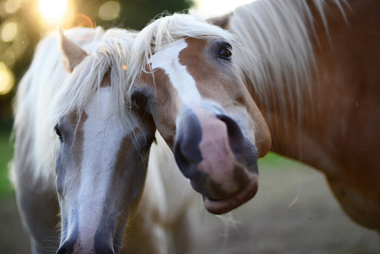 Horses Animals