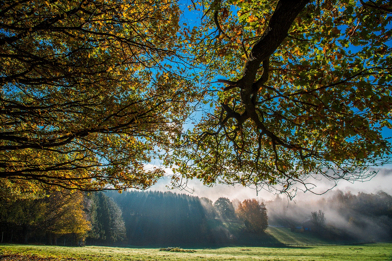 Trees Branches