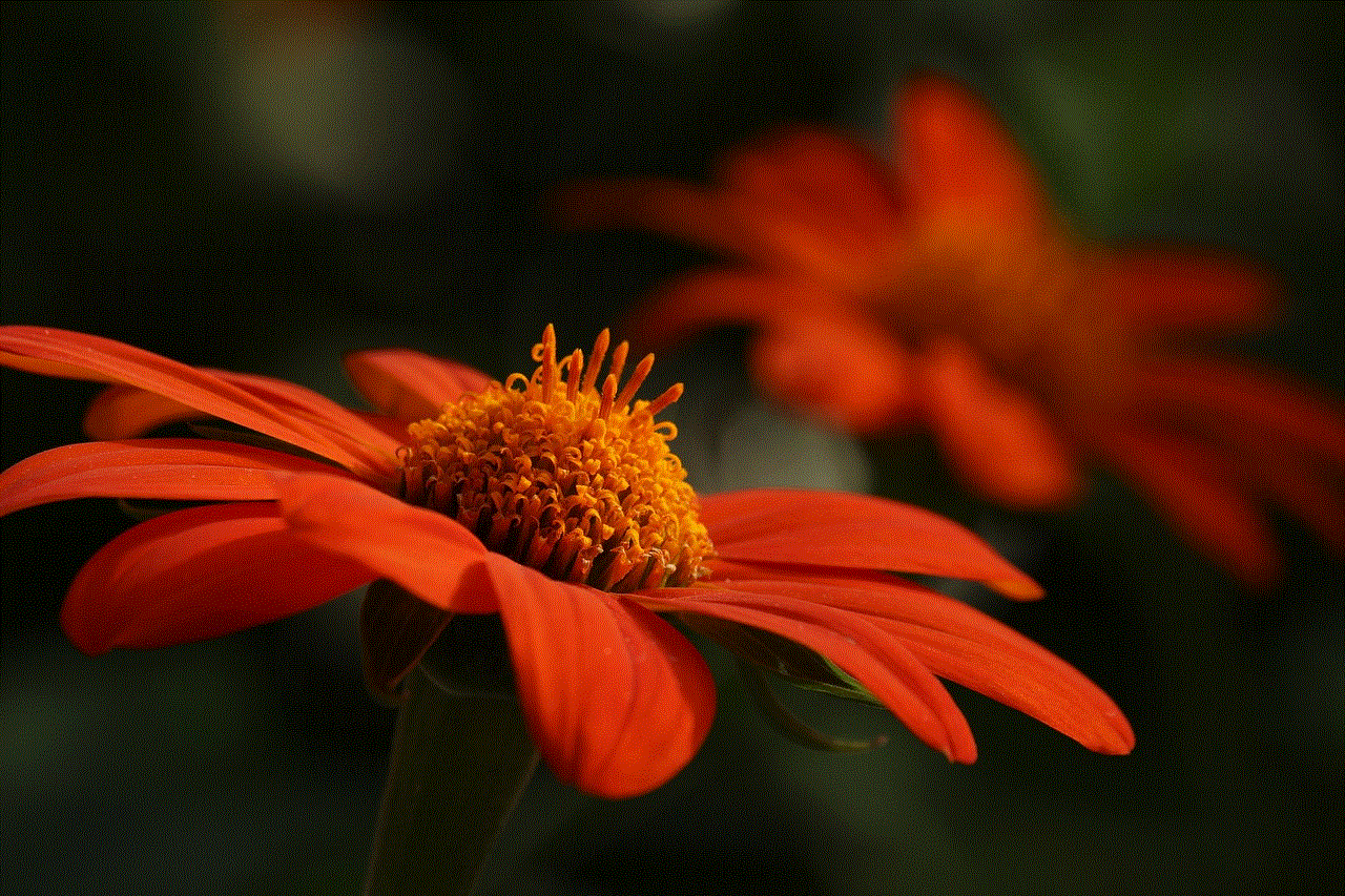Orange Flower Flower