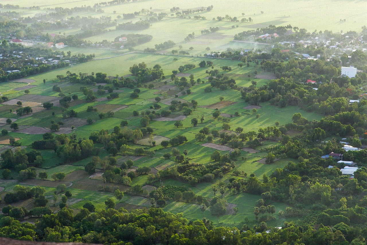 Palm Field Trees