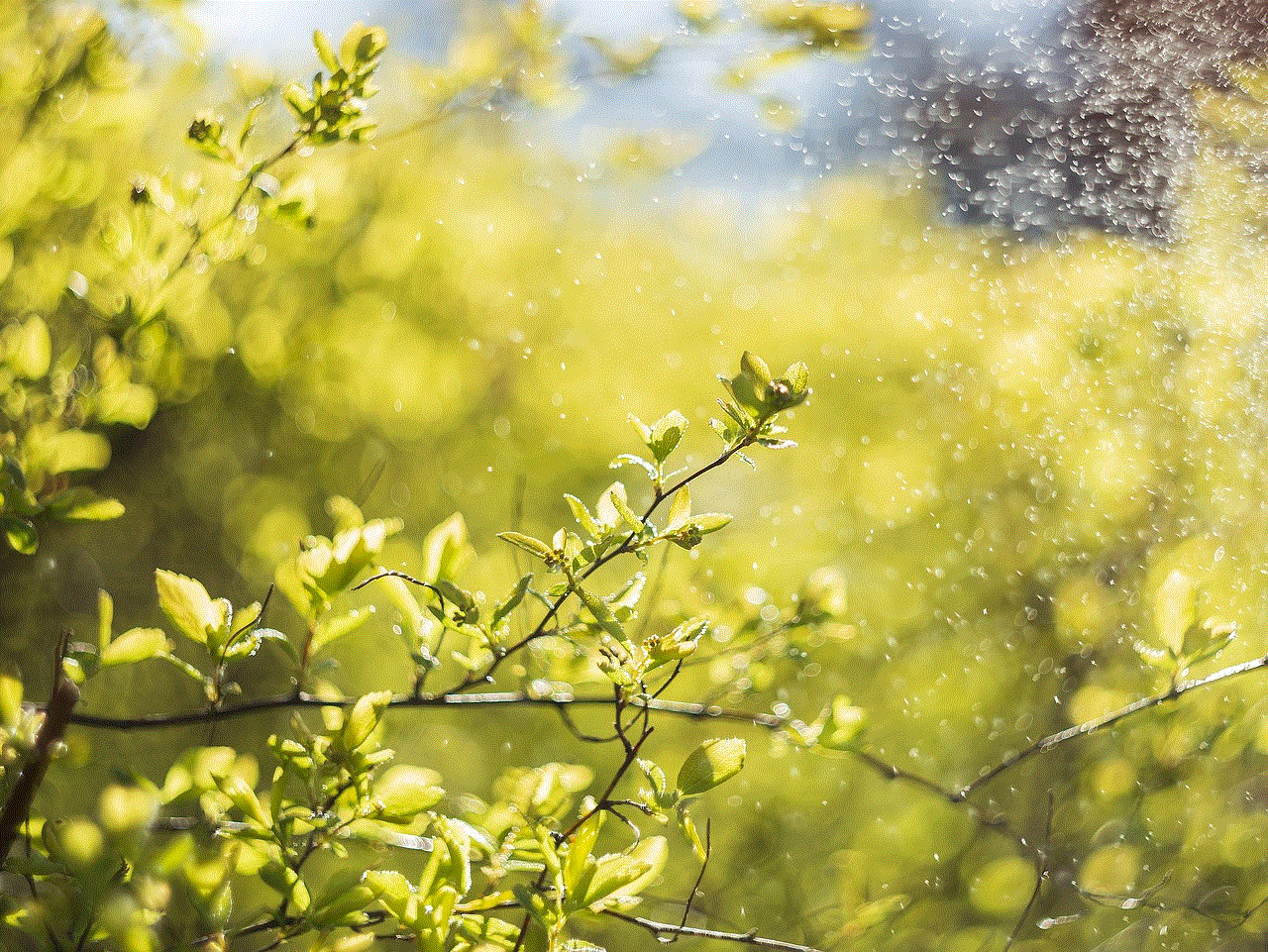 Tree Green Tree Green