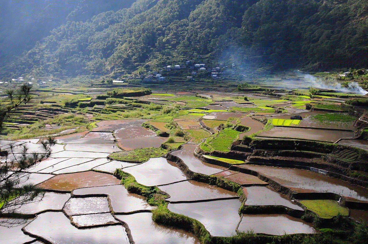 Rice Field Rice Terraces