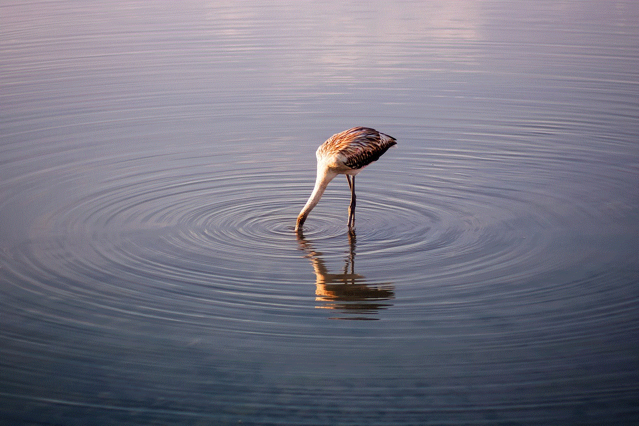 Flamingo Bird