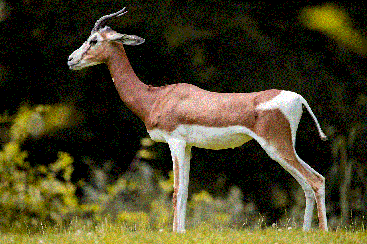 Gazelle Africa