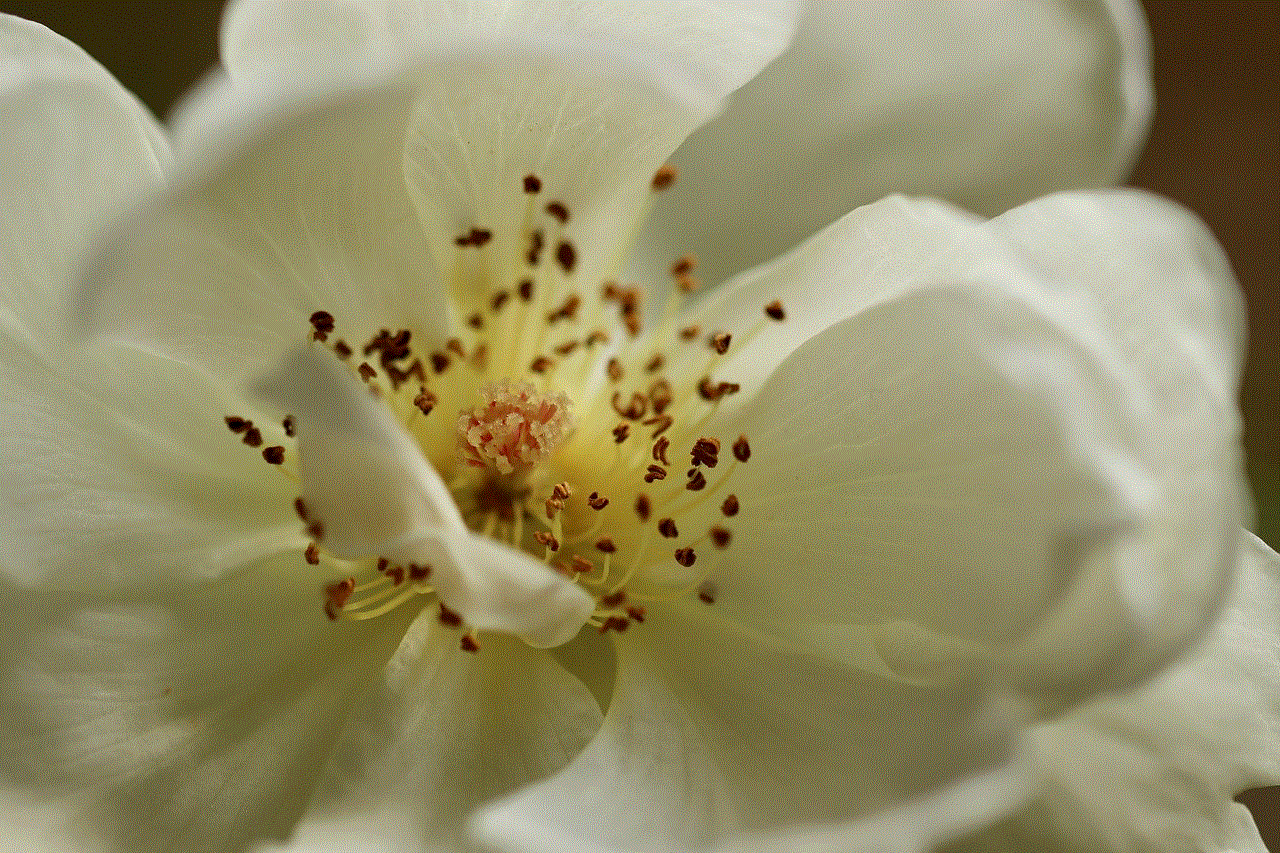 Rose Rose Blossom