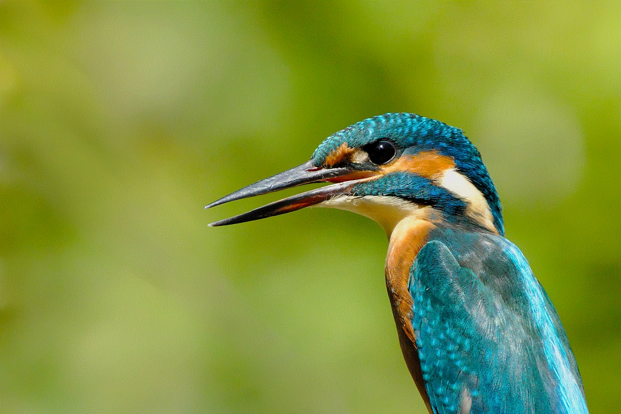 Kingfisher Bird