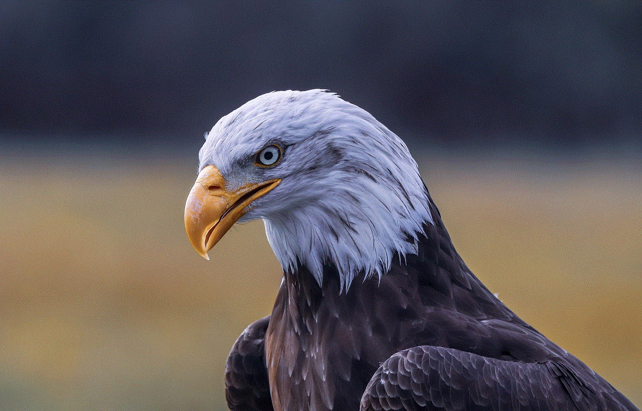 Bald Eagle Eagle
