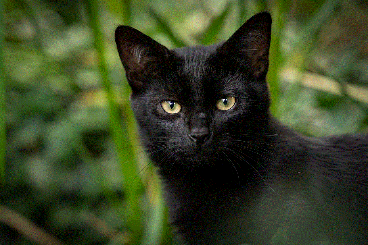 Cat Black Cat