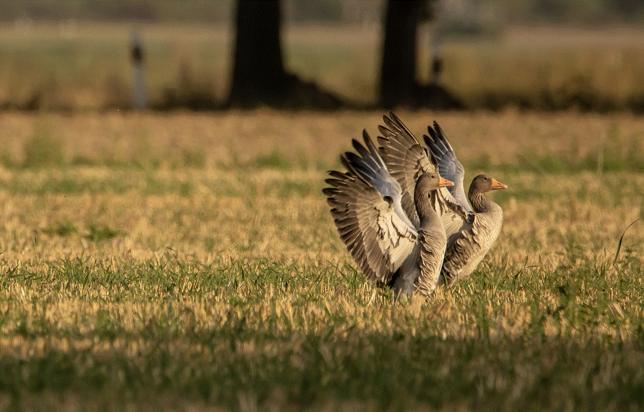 Geese Wings