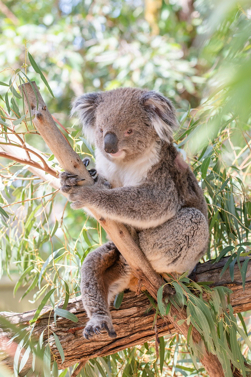 Koala Marsupial