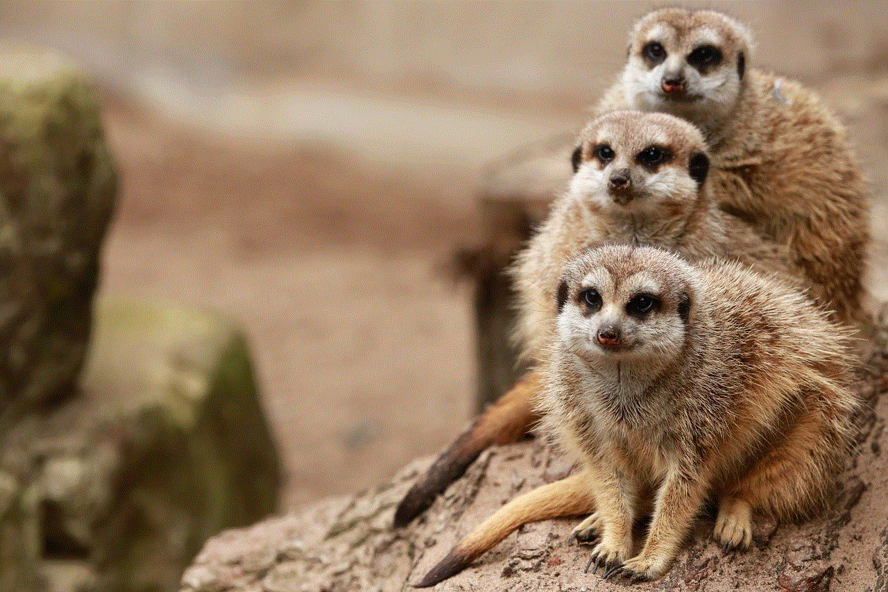 Meerkats Family