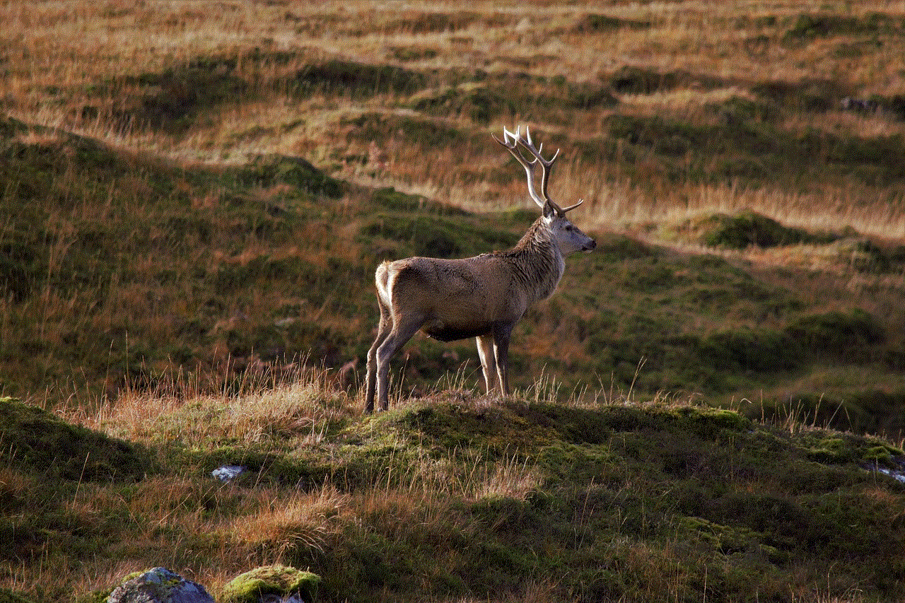 Deer Stag