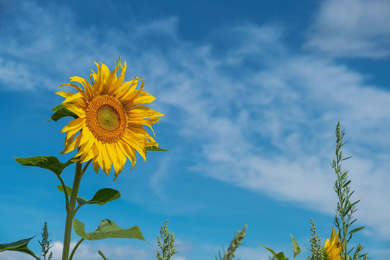 Flower Sunflower