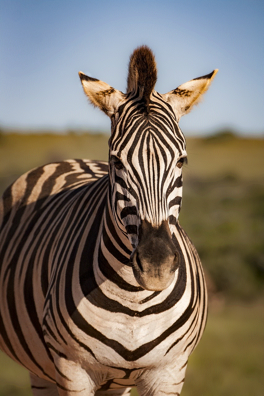 Zebra Equine