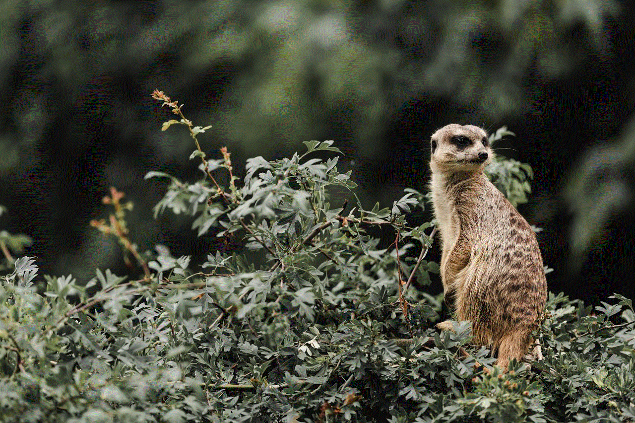 Zoo Meerkat