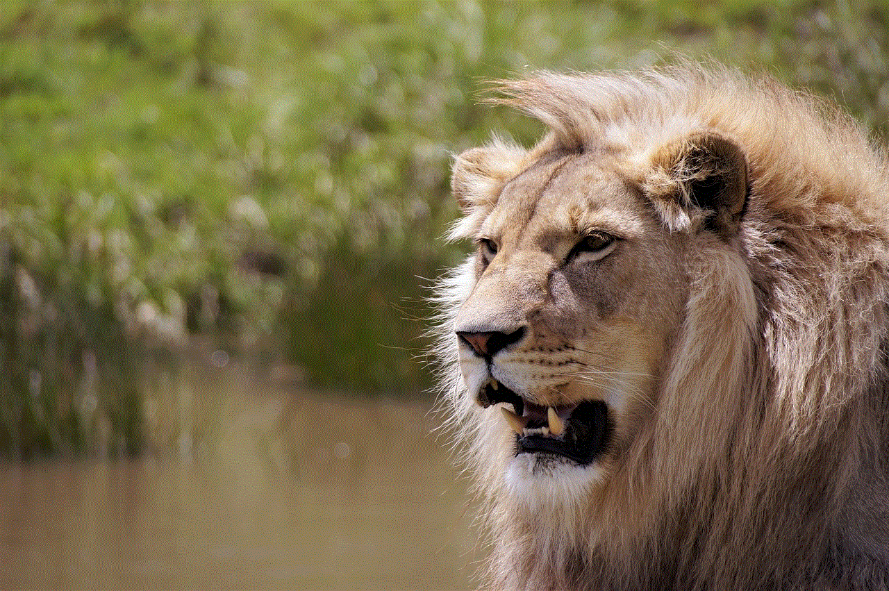 Lion South Africa