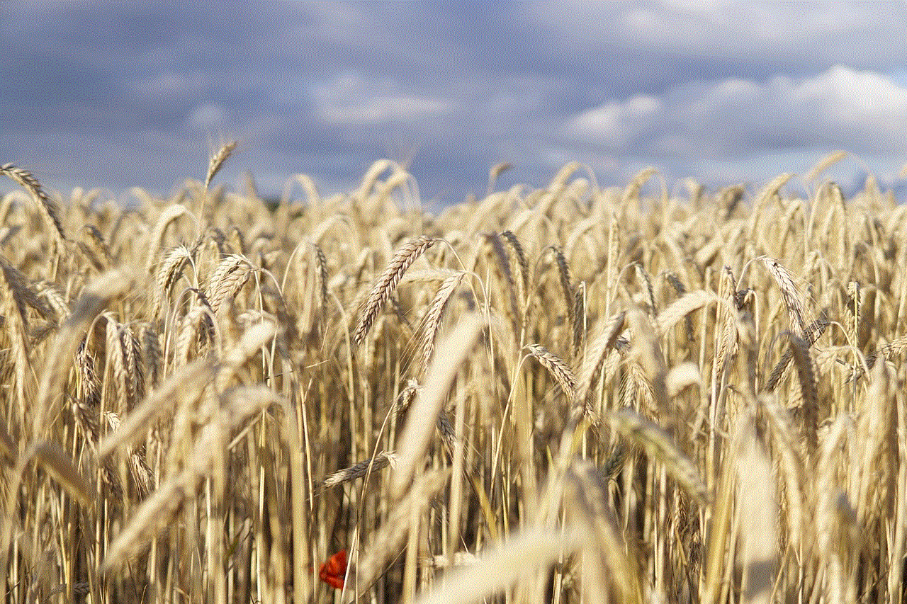 Wheat Field Wheat
