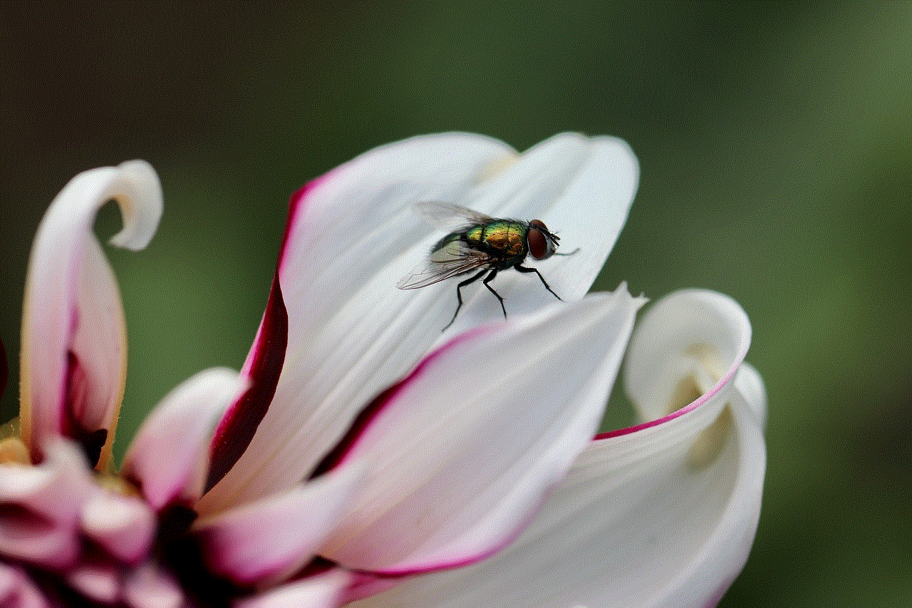 Fly Insect