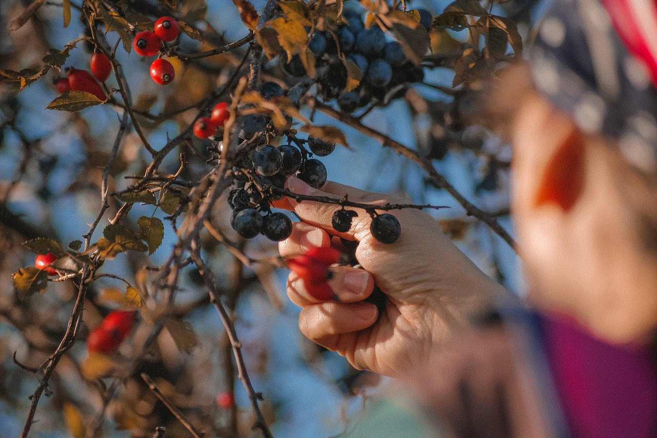 Berries Fruit Picking