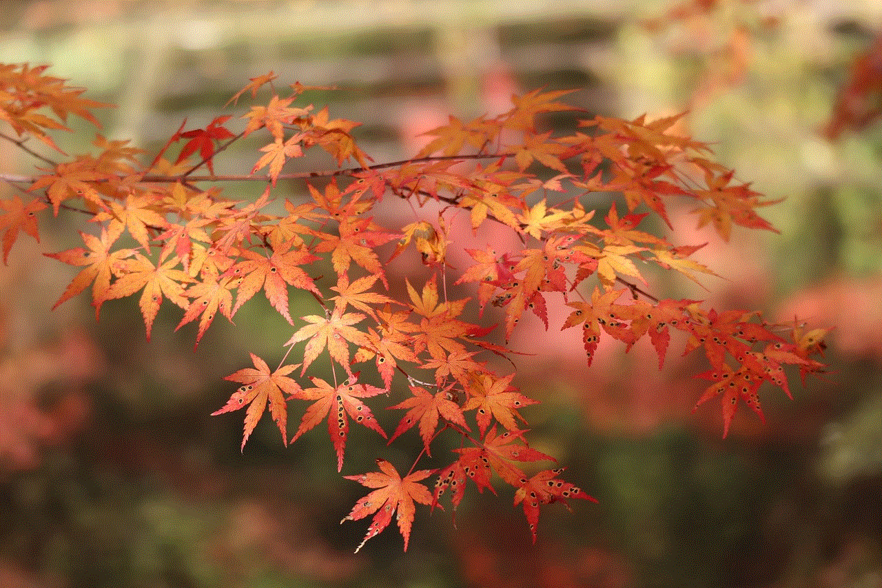 Maple Leaves