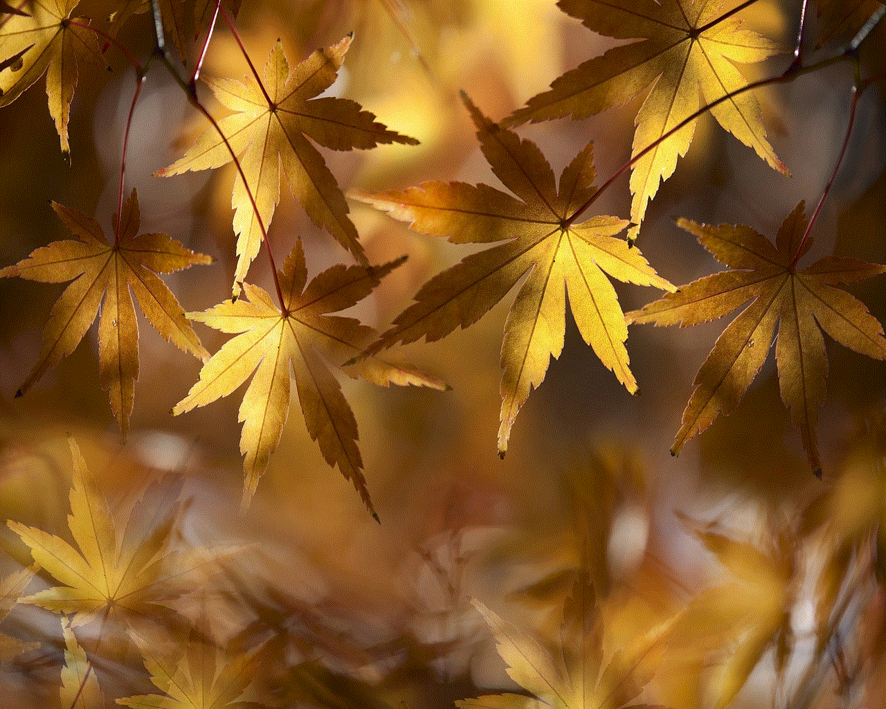 Dry Leaves Autumn