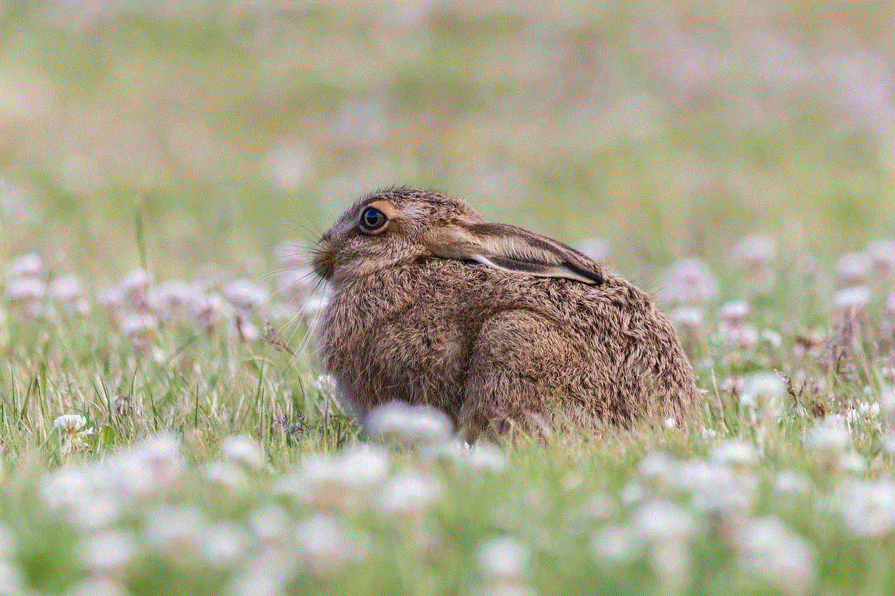 Young Hare Leveret