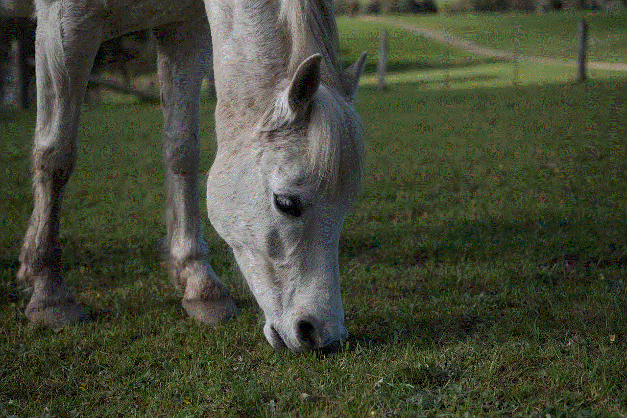 Horse Pony