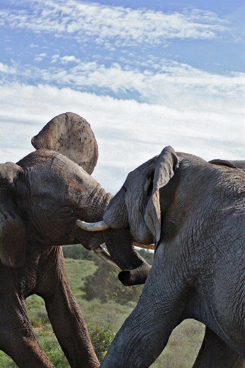 Elephant Fighting