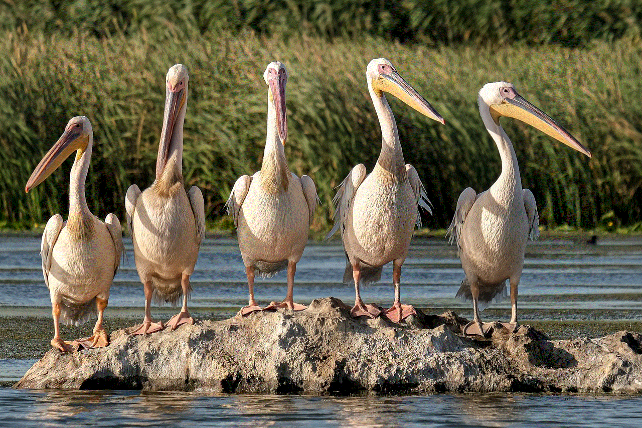 Great White Pelicans Birds