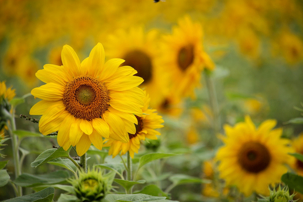 Sunflower Yellow